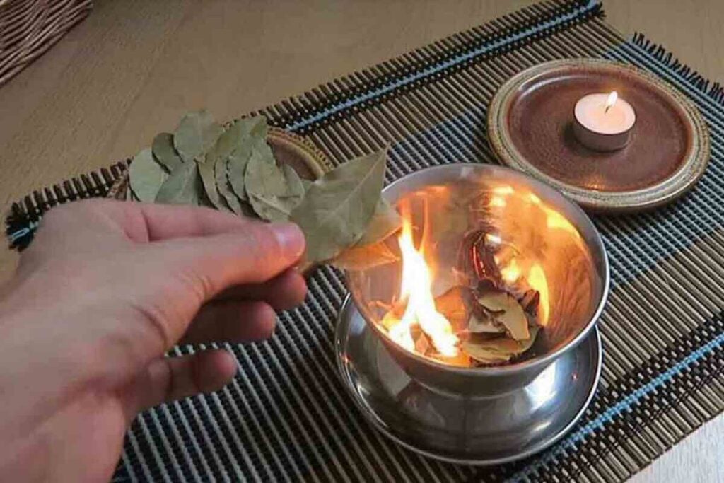 une feuille de laurier