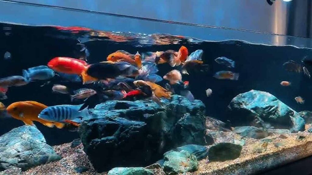 locataire expulsé 22 000 € impayés 